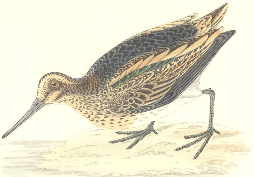 BIRDS. Jack Snipe. Found in Europe. Asia. India (Morris) 1880 old print